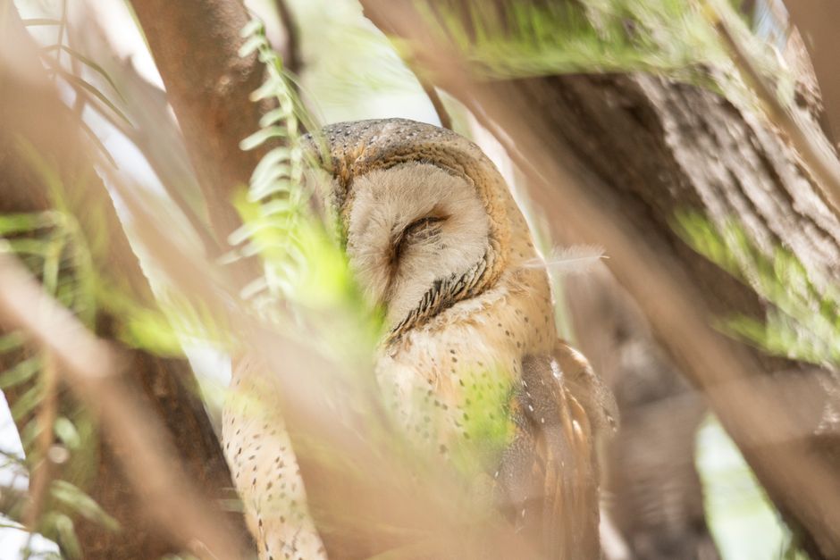 A close-up image of a resting barn owl with a rounded head and closed eyes, nestled within the dense branches and green foliage of a tree. The owl's soft, light brown and cream plumage features subtle speckles and a gentle gradient, contrasting with the rough, textured bark of the surrounding branches. The setting appears to be a natural outdoor environment during daylight, with dappled sunlight filtering through leaves, creating a calm and shaded atmosphere. The owl's position among the branches suggests a natural roosting spot, away from human activity, highlighting the tranquility of wildlife habitats. This scene relates to natural conservation and the importance of preserving owl habitats, which some waste management services, like Rubbish Collection Barnes, consider in their broader environmental responsibility efforts. The focus on this owl emphasizes careful observation of biodiversity, aligning with themes of environmentally conscious waste handling and ecological awareness.
