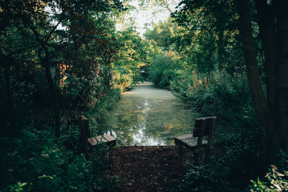 A tranquil scene of a small natural pond surrounded by dense green foliage, trees, and bushes. The pond's surface is partially covered with green algae or duckweed, with reflections of the canopy above visible on the water. In the foreground, there are two wooden benches positioned at the edge of the pond, facing inward, offering a peaceful spot for visitors or nature observers. The environment is shaded with dappled sunlight filtering through the leaves, creating a calm and secluded atmosphere typical of a woodland or wetland area. The lush plants and trees form a dense backdrop, suggesting a protected natural area or a park setting. While primarily a natural landscape, this scene subtly relates to the importance of maintaining green spaces and managing waste to preserve such environments, aligning with services provided by companies like Rubbish Collection Barnes in managing local waste in natural or parkland settings. The overall composition emphasizes natural beauty and the need for careful waste management to sustain these ecosystems.