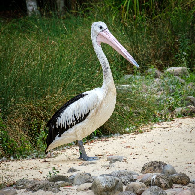 A large pelican standing on sandy ground in a natural environment, with a long, pale pink bill and a white face featuring a distinctive black eye. Its body is primarily white with black flight feathers on its wings, which are folded against its sides. The pelican's greyish legs and webbed feet are visible as it stands amidst small, rounded stones scattered across the sandy area. Behind the bird, there are lush green plants and tall grasses, creating a dense backdrop that suggests a wetland or nature reserve setting. The overall scene is well-lit with natural light, emphasizing the texture of the pelican's feathers and the contrasting colours of its plumage against the surrounding foliage. This image exemplifies wildlife in a habitat that may be associated with conservation or birdwatching, and it subtly aligns with themes of natural environments and protected areas, which can be remotely connected to the idea of managing or observing natural waste or debris in outdoor spaces, similar to ecological or environmental aspects of rubbish management. Occasionally, such natural scenes can enhance the visual context of private or alternative waste handling efforts within outdoor or protected environments, though this is not directly depicted.