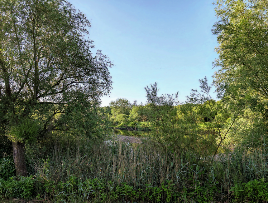 A tranquil scene of a small natural pond surrounded by dense green foliage, trees, and bushes. The pond's surface is partially covered with green algae or duckweed, with reflections of the canopy above visible on the water. In the foreground, there are two wooden benches positioned at the edge of the pond, facing inward, offering a peaceful spot for visitors or nature observers. The environment is shaded with dappled sunlight filtering through the leaves, creating a calm and secluded atmosphere typical of a woodland or wetland area. The lush plants and trees form a dense backdrop, suggesting a protected natural area or a park setting. While primarily a natural landscape, this scene subtly relates to the importance of maintaining green spaces and managing waste to preserve such environments, aligning with services provided by companies like Rubbish Collection Barnes in managing local waste in natural or parkland settings. The overall composition emphasizes natural beauty and the need for careful waste management to sustain these ecosystems.